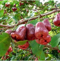 Malaysian Apple Red (Water Apple)